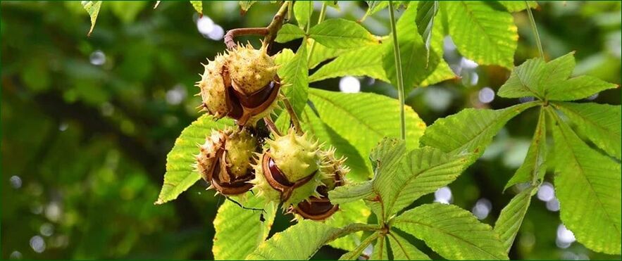 Horse chestnut